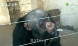 猪妹最新爆料,娱乐圈最新爆料大揭秘！