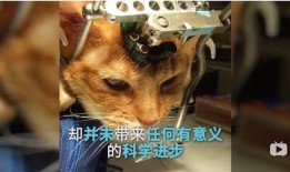 爆料小狮说梦话视频,揭秘小狮的神秘梦境